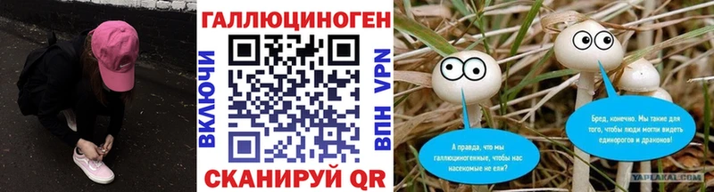 закладка  Павловская  Галлюциногенные грибы MAGIC MUSHROOMS 